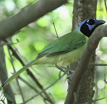 Green Jay