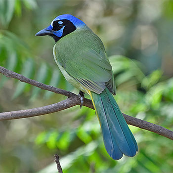 Green Jay