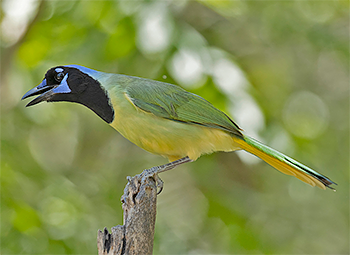Green Jay