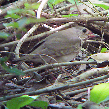 Grey-cheeked Thrush