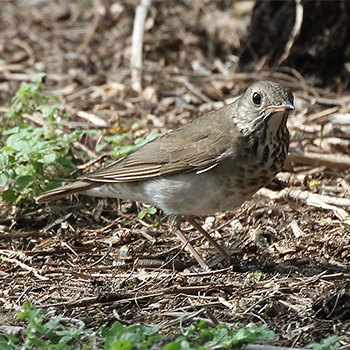 Grey-cheeked Thrush