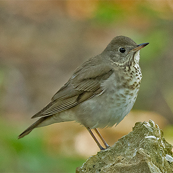 Grey-cheeked Thrush