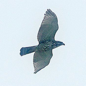 Grey Hawk