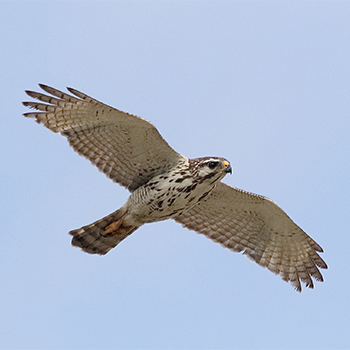 Grey Hawk