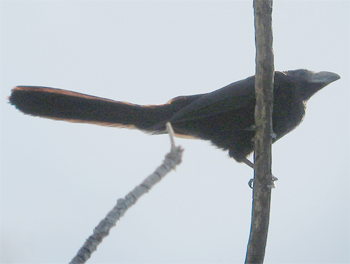 Groove-billed Ani