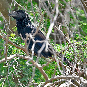 Groove-billed Ani