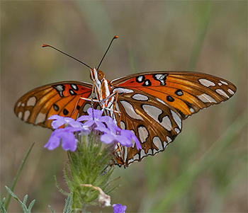 Gulf Fritillary