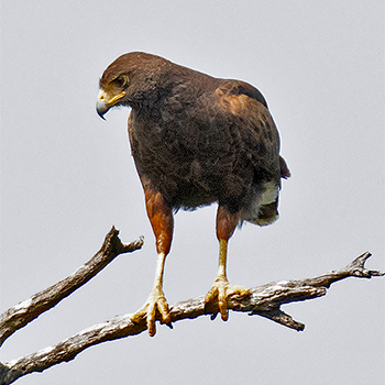 Harris's Hawk