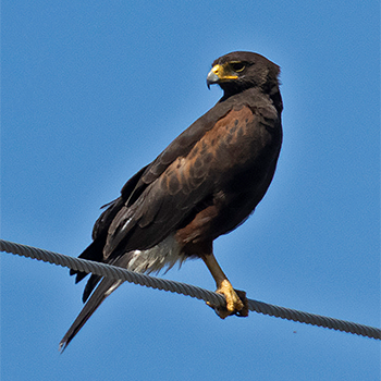 Harris's Hawk