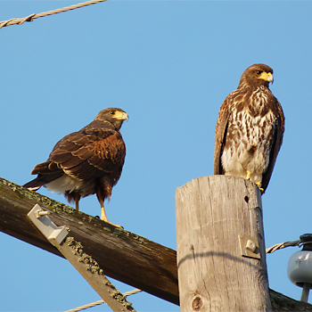 Harris's Hawks