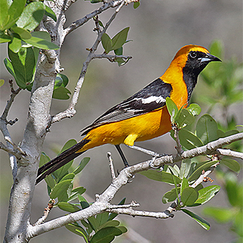 Hooded Oriole