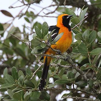 Hooded Oriole