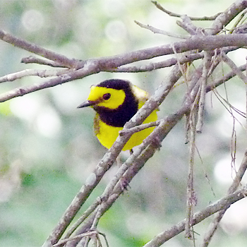 Hooded Warbler
