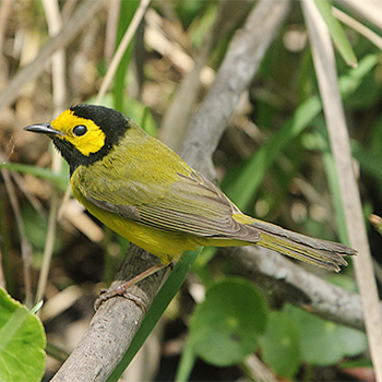 Hooded Warbler