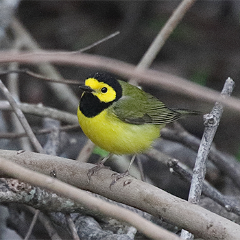 Hooded Warbler