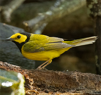 Hooded Warbler
