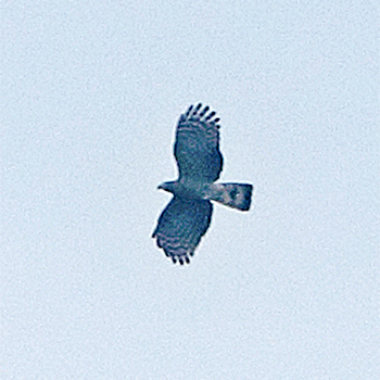 Hook-billed Kite