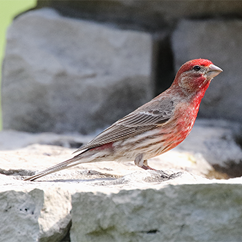 House Finch