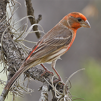 House Finch