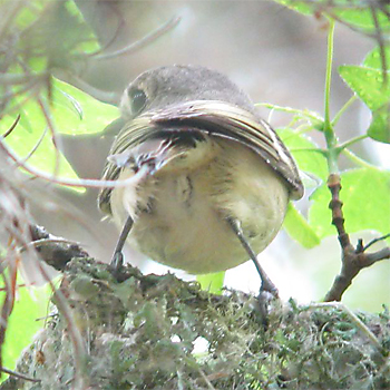 Hutton's Vireo