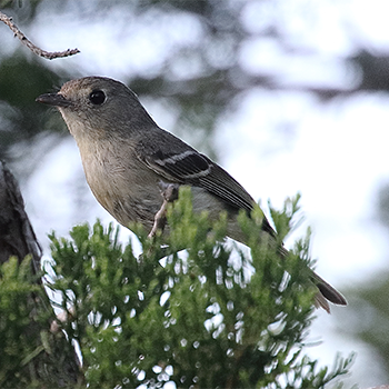 Hutton's Vireo