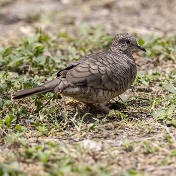Inca Dove