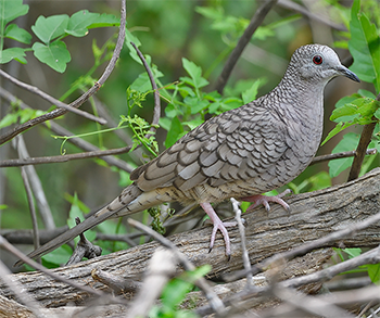 Inca Dove