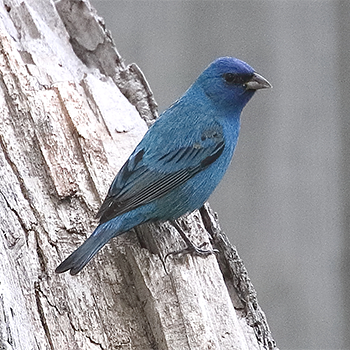 Indigo Bunting