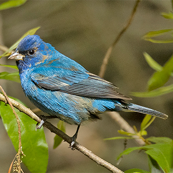 Indigo Bunting