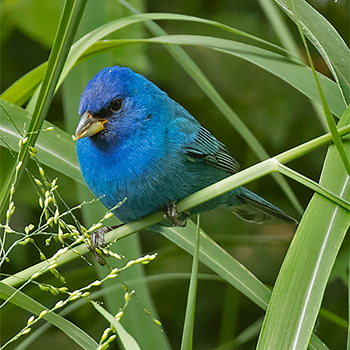 Indigo Bunting