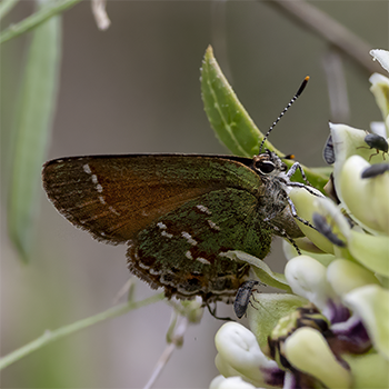 Juniper Hairstreak