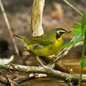 Kentucky Warbler