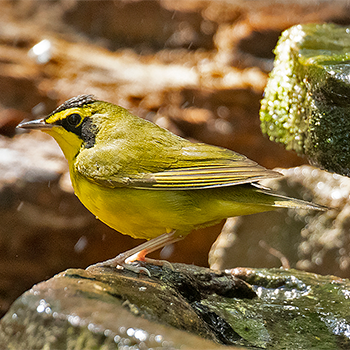 Kentucky Warbler