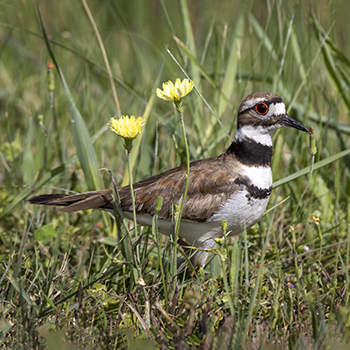 Killdeer