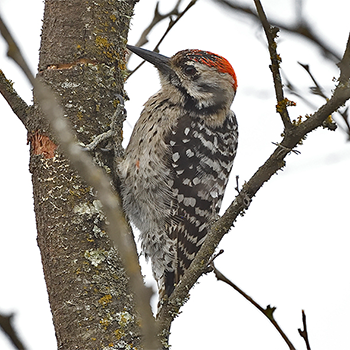 Ladder-backed Woodpecker
