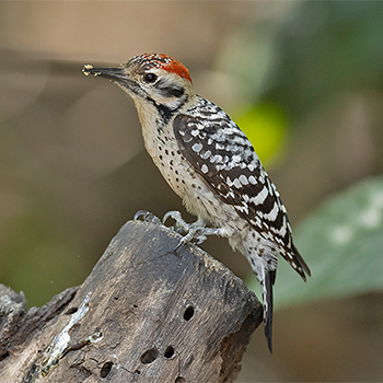 Ladder-backed Woodpecker