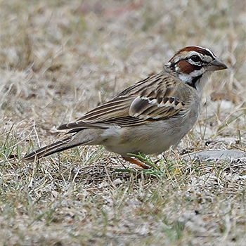Lark Sparrow
