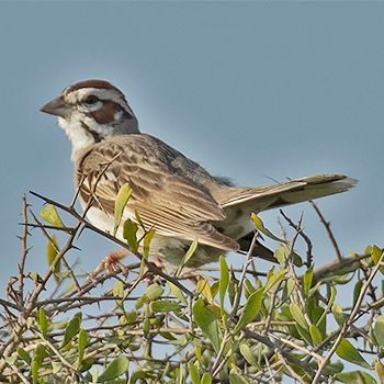 Lark Sparrow