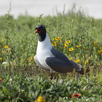 Laughing Gull