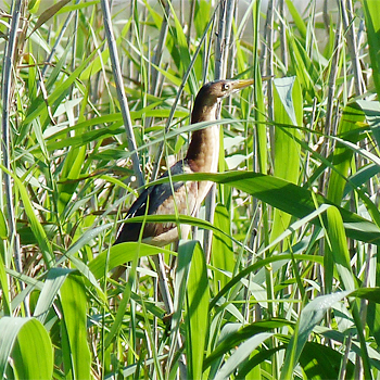 Least Bittern