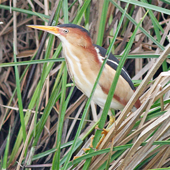 Least Bittern