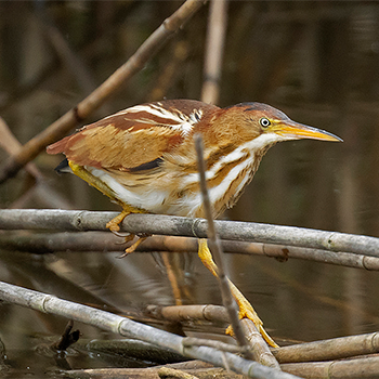 Least Bittern
