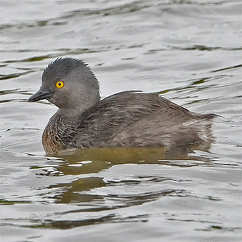 Least Grebe
