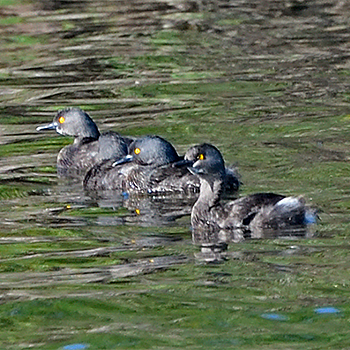 Least Grebe
