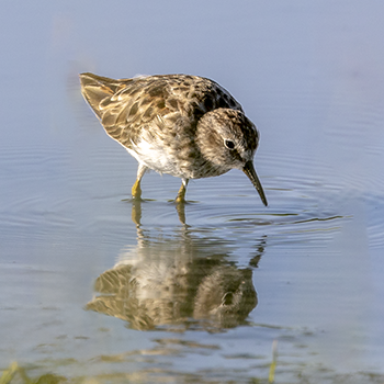 Least Sandpiper