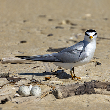 Least Tern