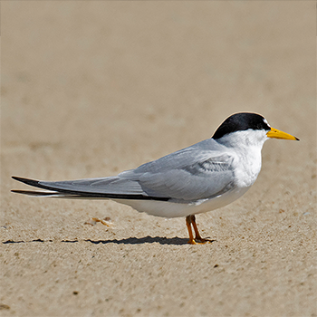 Least Tern