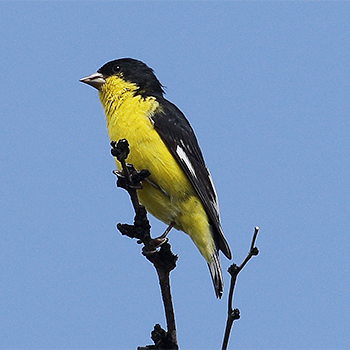Lesser Goldfinch