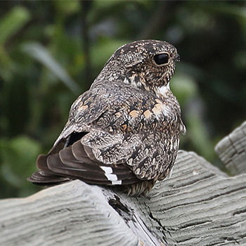 Lesser Nighthawk