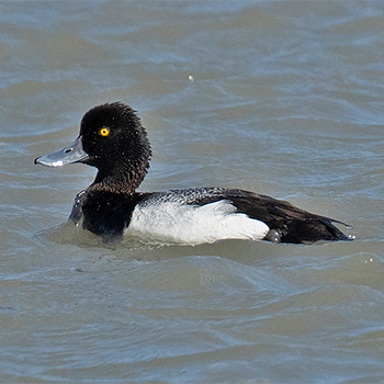 Lesser Scaup